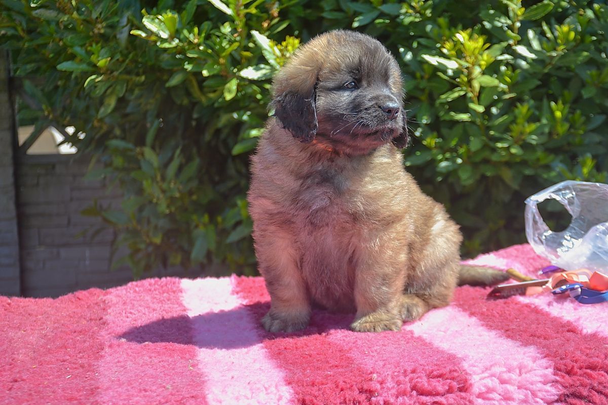 Fluffy brown puppy sits on pink striped towel outside near green foliage.