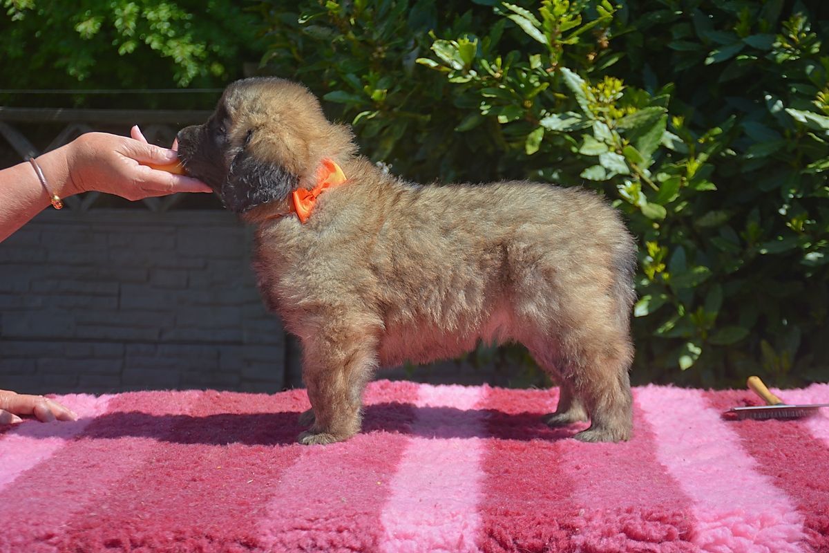 Fluffy brown puppy with an orange collar stands on pink surface, being petted by a hand. Green foliage in the background.