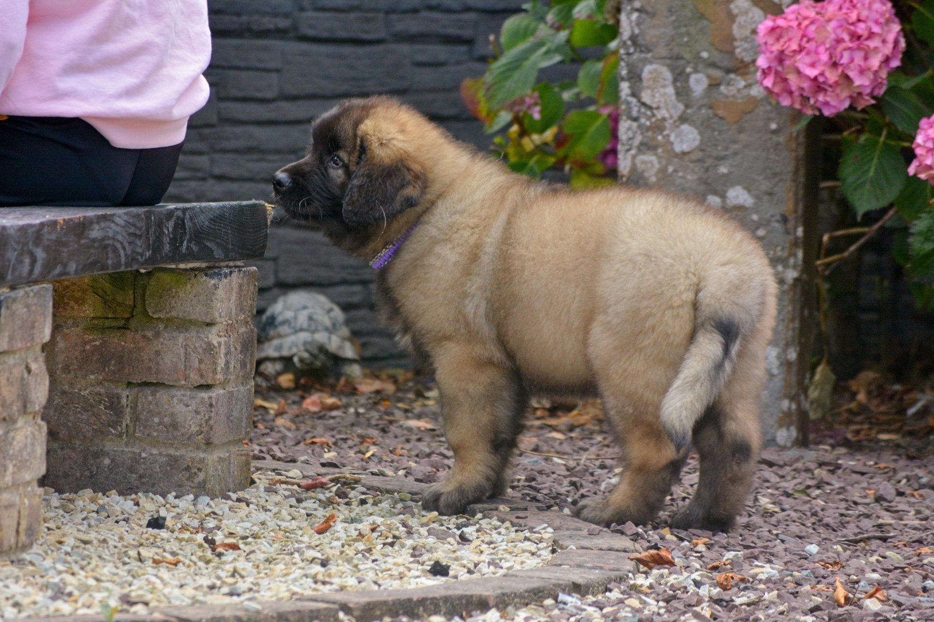 Hillhavenleonbergers leonbergers