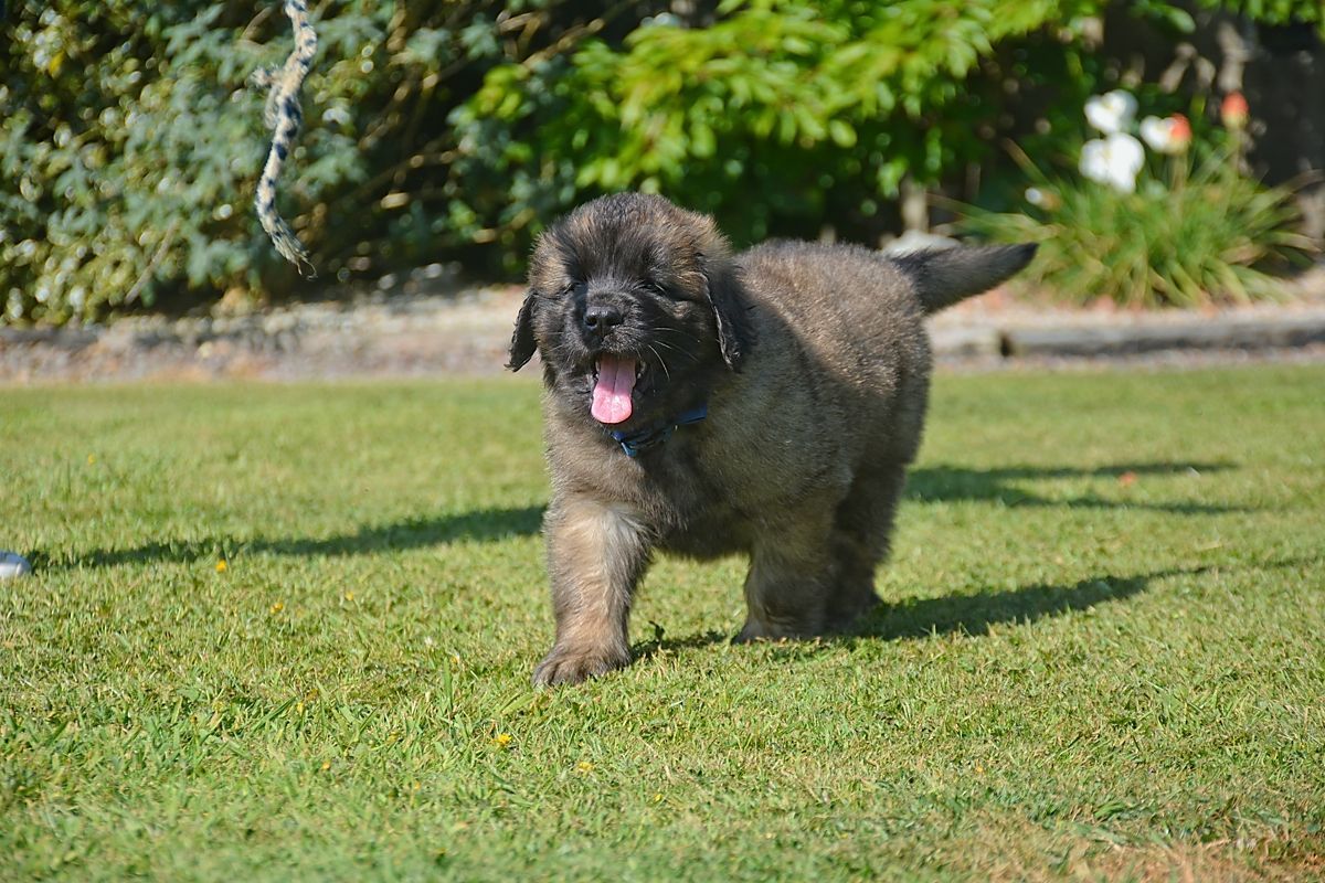 Fluffy, dark-furred puppy with open mouth running on green grass in sunny outdoor setting.