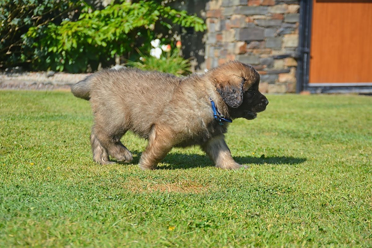 Brown, fluffy puppy with blue collar walks on green grass in front of a building.