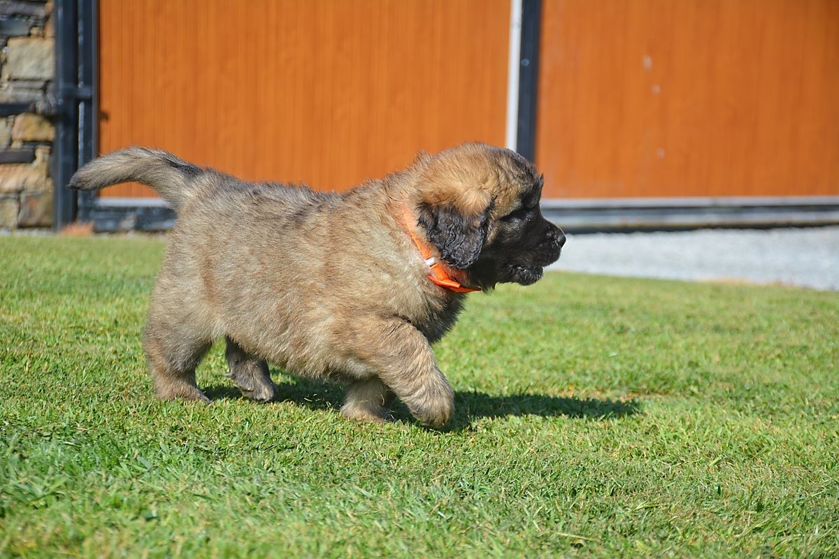 Brown puppy with orange collar walking on green grass.