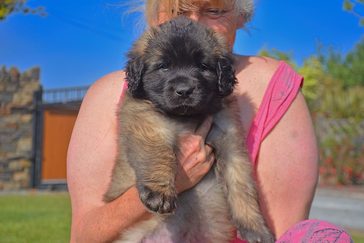 A person holding a fluffy brown puppy with a dark face. Outdoors with blue sky.
