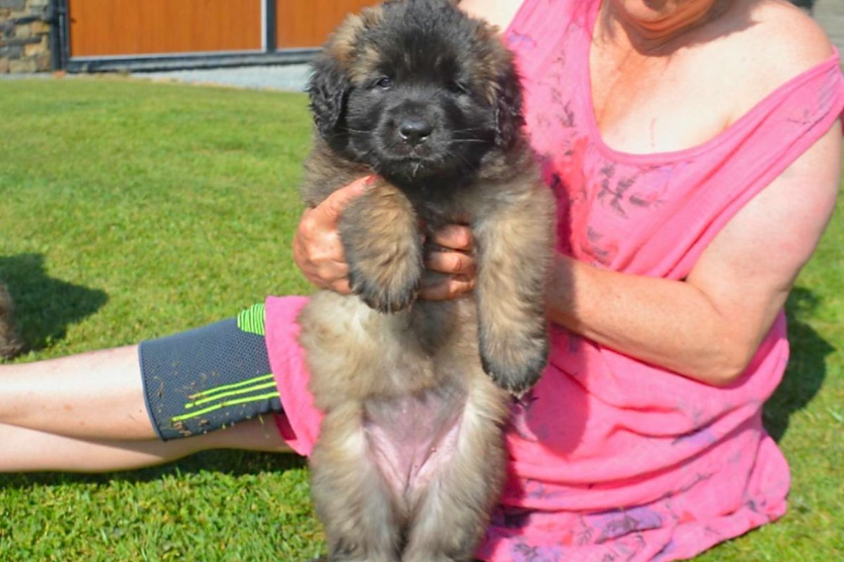Person holding a fluffy brown puppy on a lawn; puppy looking up with a neutral expression.