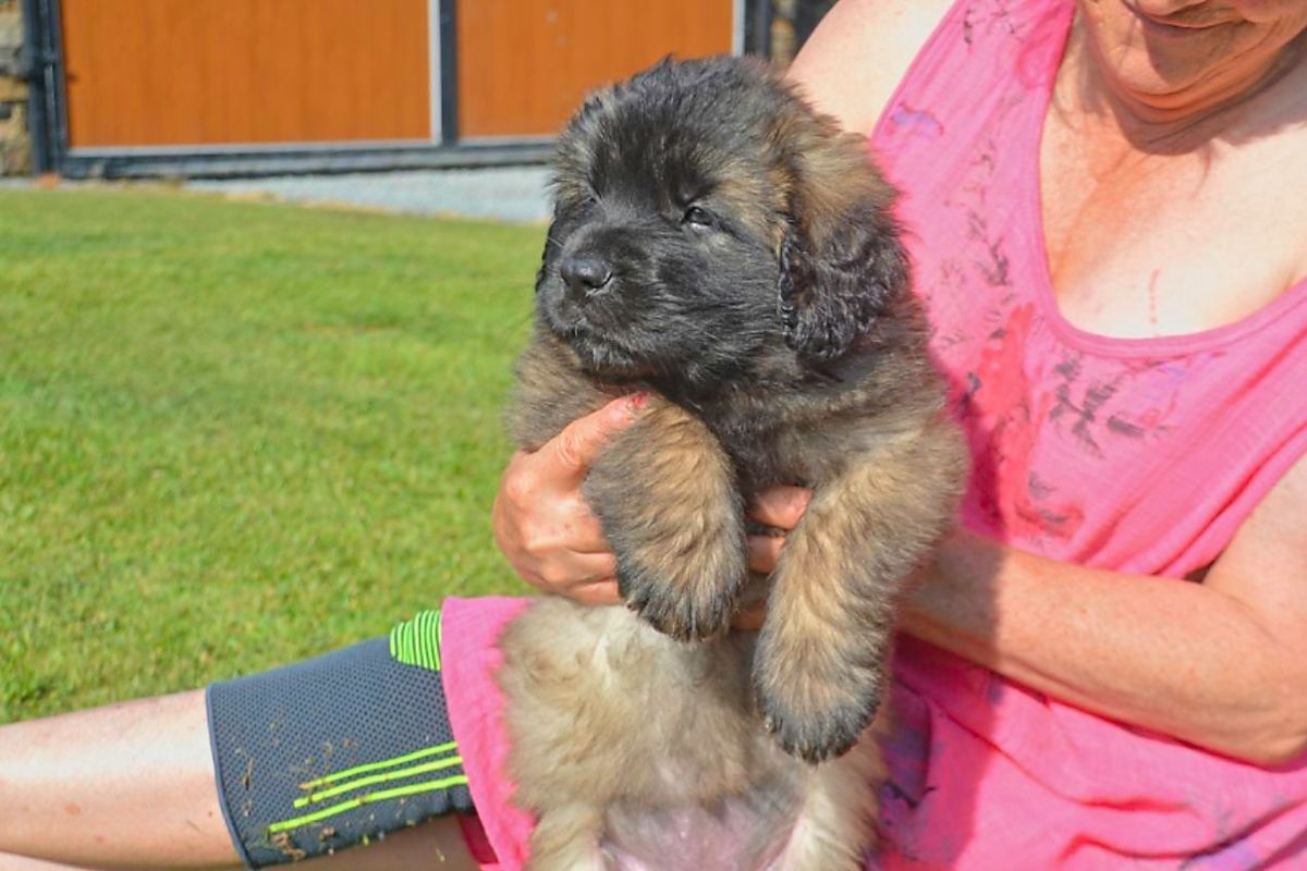 A person holding a fluffy, brown and black puppy in outdoor setting; puppy looks sleepy.