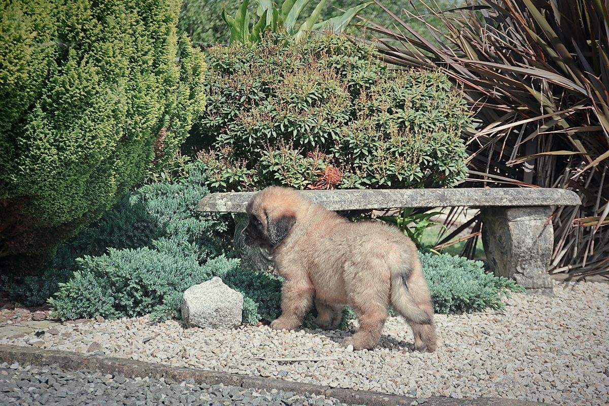 Puppy exploring a garden with bushes, a stone bench, and gravel ground.