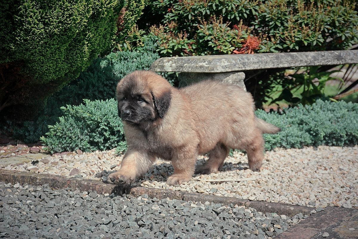 Fluffy brown puppy walking on gravel near a stone bench and bushes.