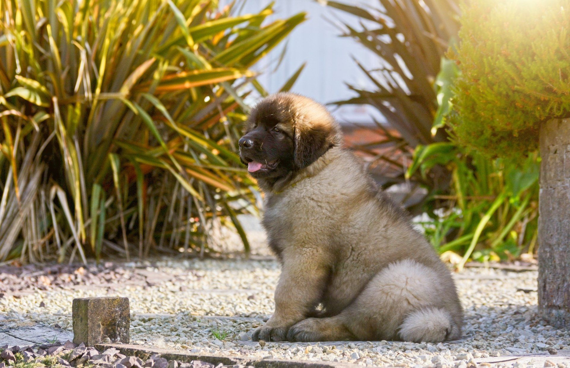 Hillhavenleonbergers leonbergers