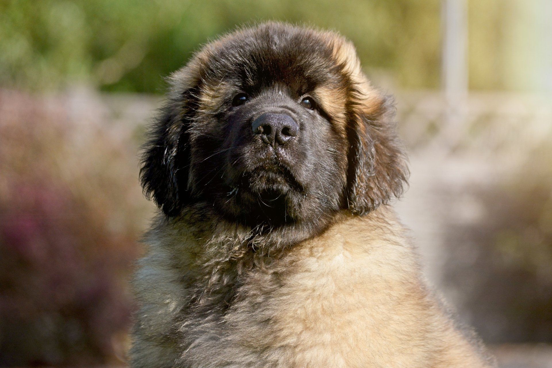 Hillhavenleonbergers leonbergers