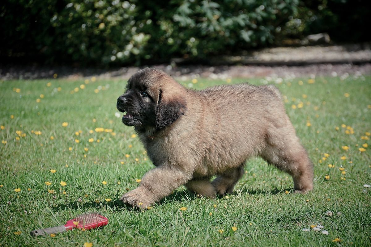 Fluffy brown puppy with black muzzle walks on green grass near a small red object.