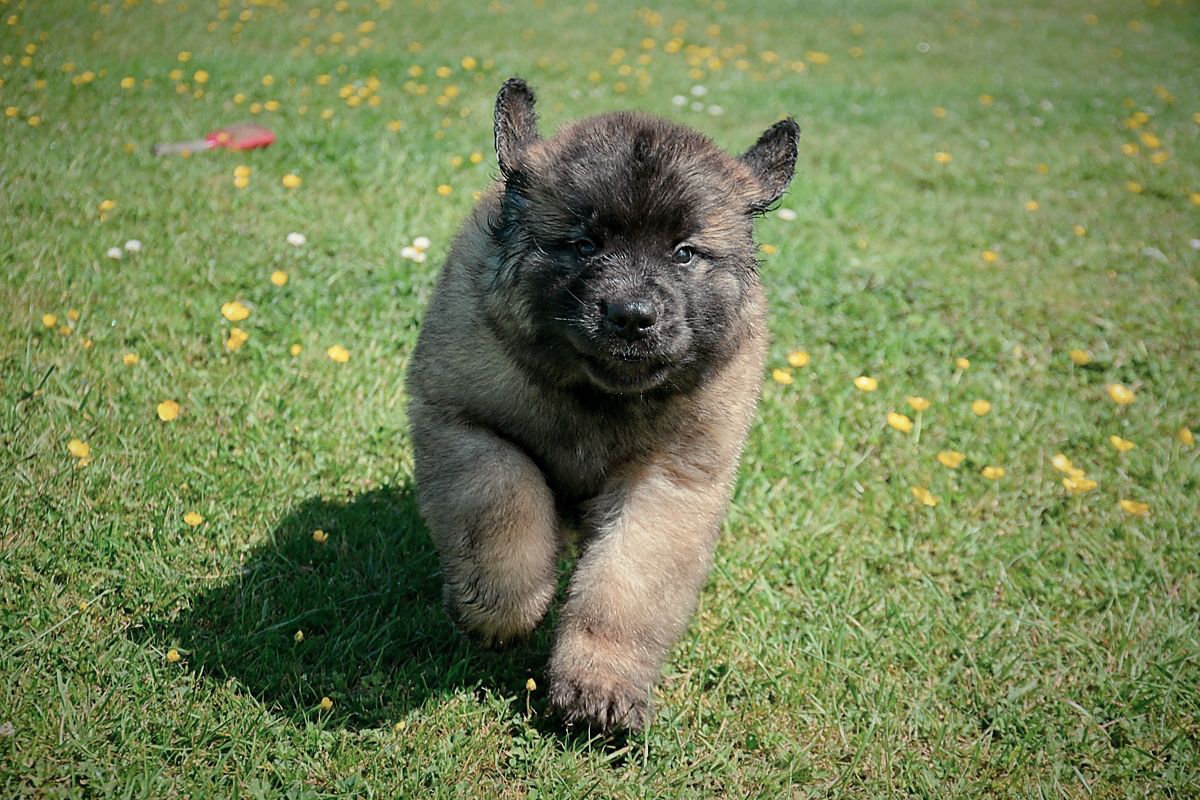 Fluffy, brown puppy running across a grassy field towards the viewer.