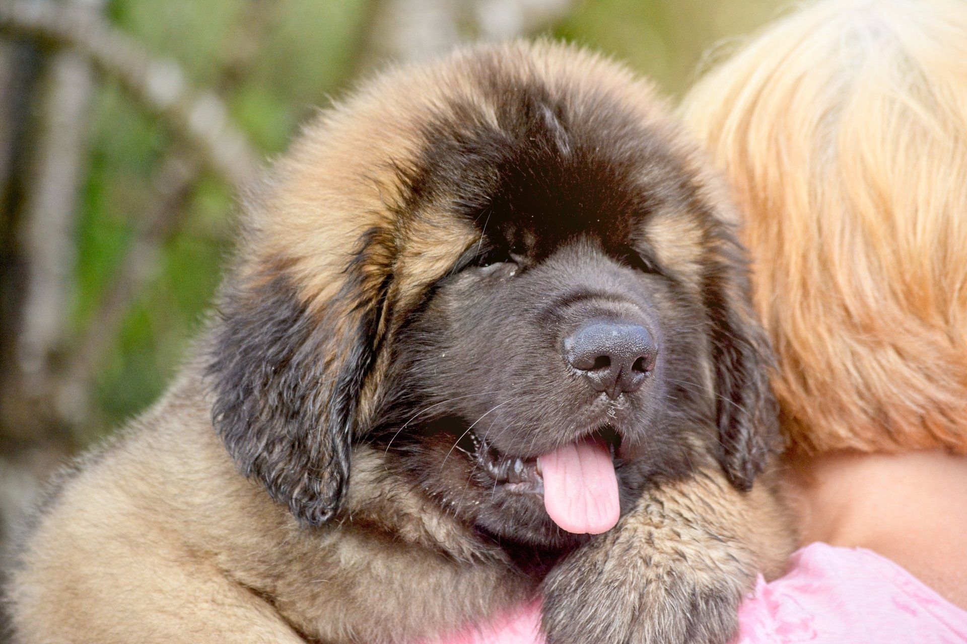 Hillhavenleonbergers leonbergers