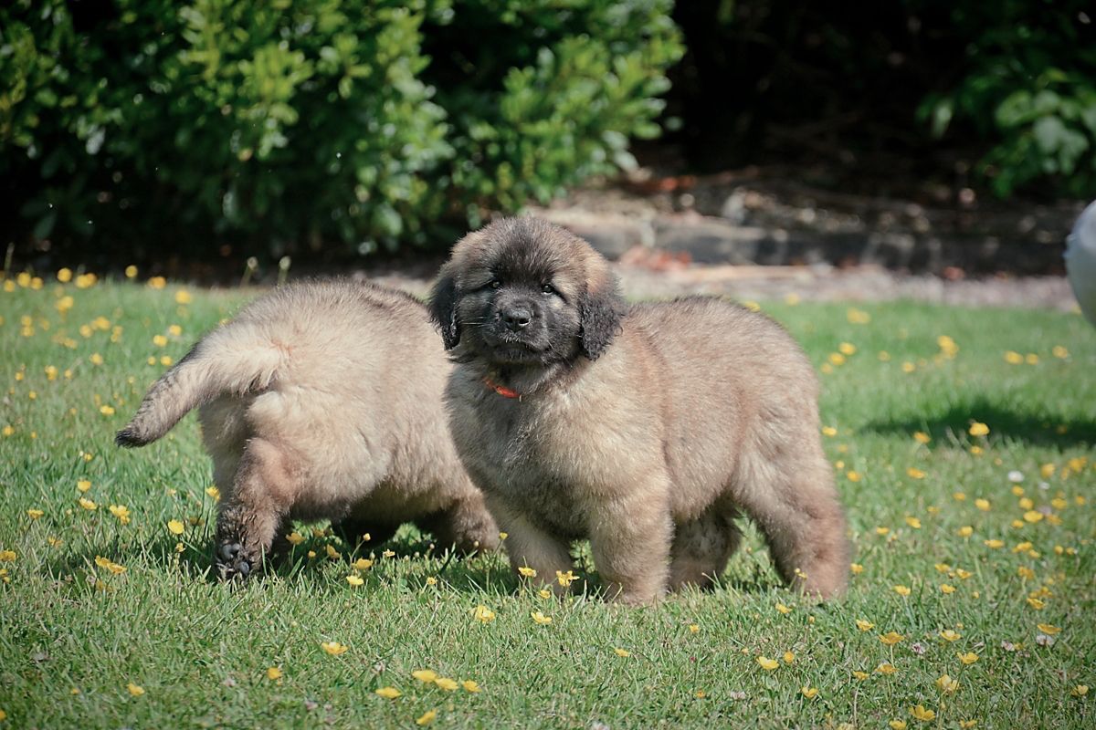 Two fluffy brown Leonberger puppies in a grassy yard, one looking forward.