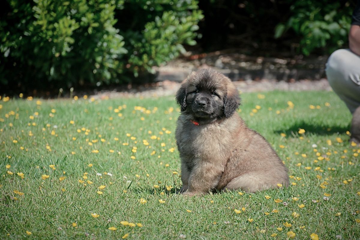 Brown puppy sitting in a grassy field with yellow flowers, a person partially visible in the background.