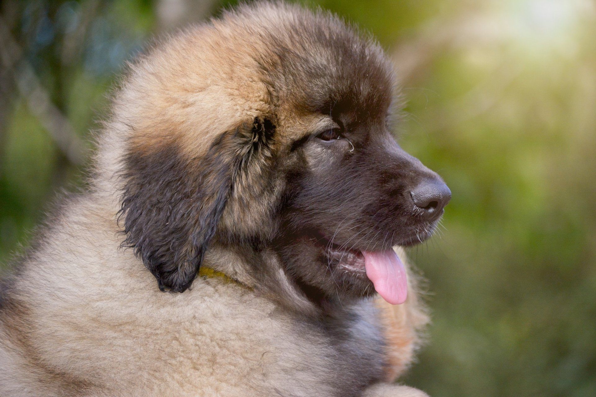 Hillhavenleonbergers leonbergers