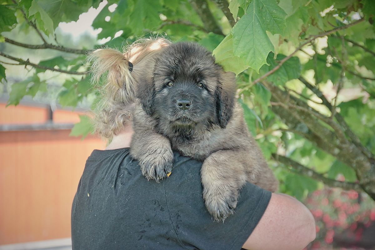 A large, fluffy brown puppy rests on a person's shoulder, outside by a tree.