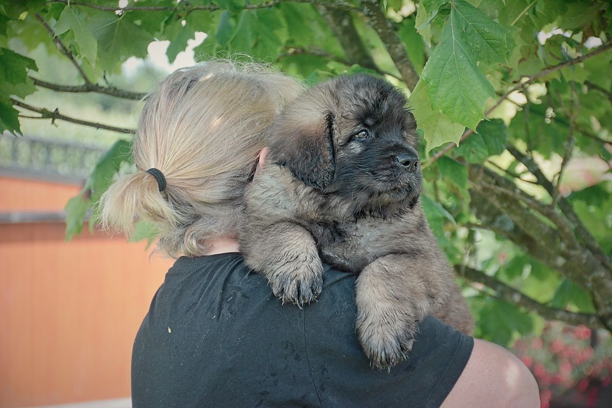 A person carrying a brown, fluffy puppy on their shoulder. They are outside with green leaves in the background.