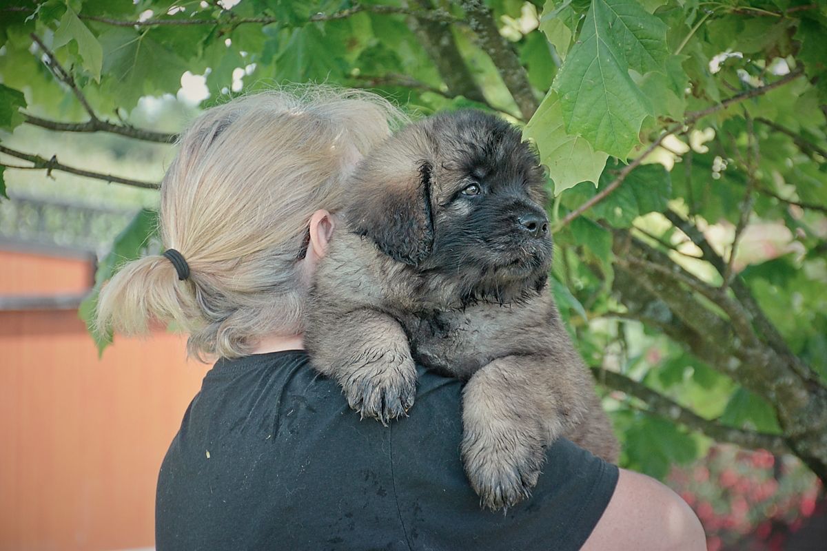A person holding a large, fluffy puppy on their shoulder outside. The dog has dark fur.