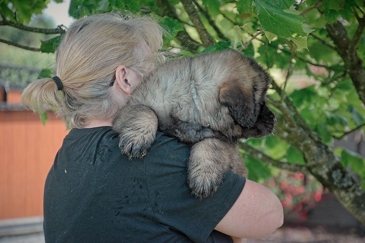 Woman holding a fluffy, brown puppy on her shoulder under a tree.