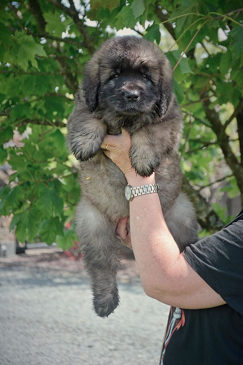 Fluffy, gray puppy held in person's arm. Puppy looks at camera. Background: green trees, outdoors.