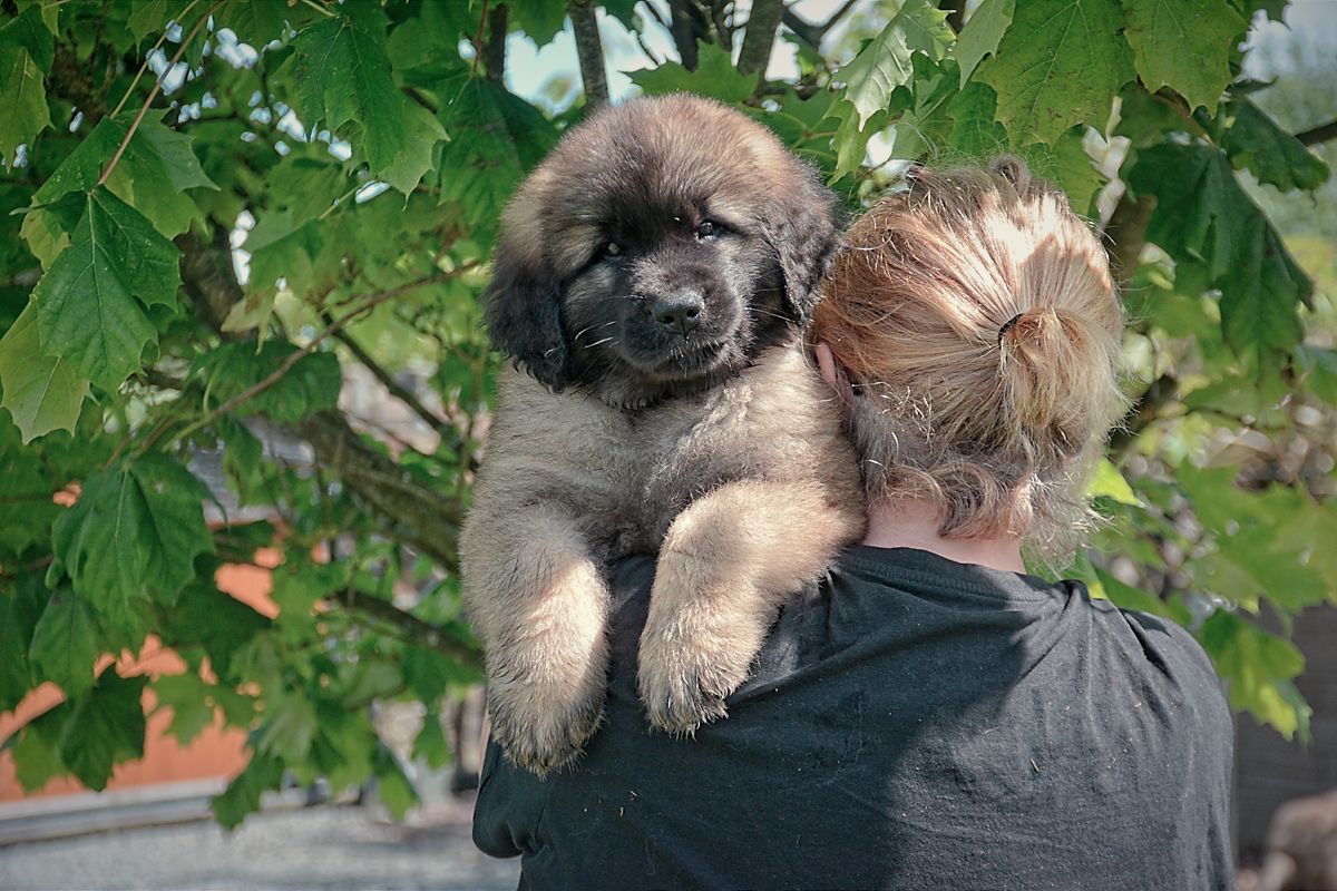 A person holding a fluffy brown puppy on their shoulder outside, with green leaves in the background.