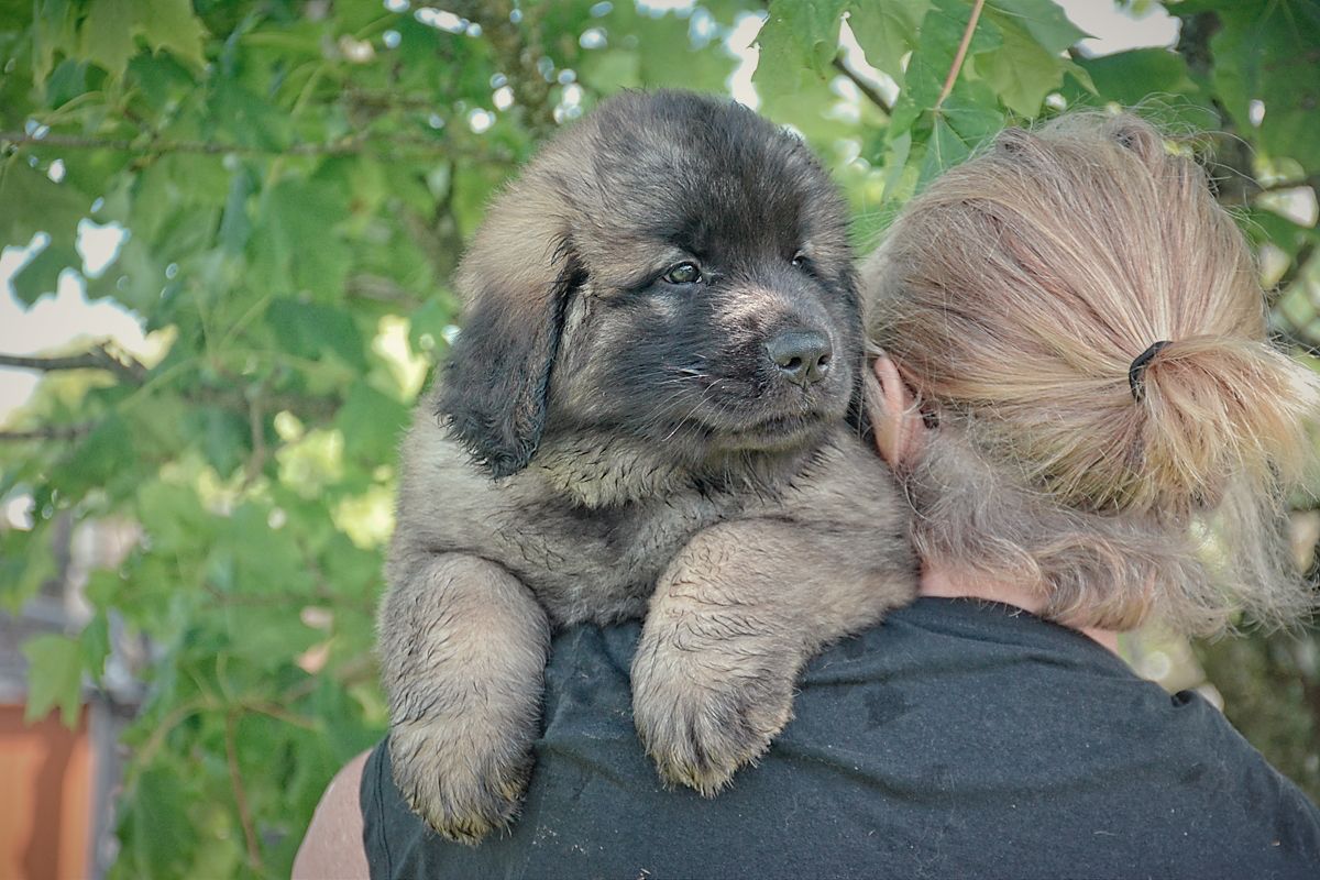 Puppy with a shaggy brown coat on a person's shoulder outdoors near green leaves.