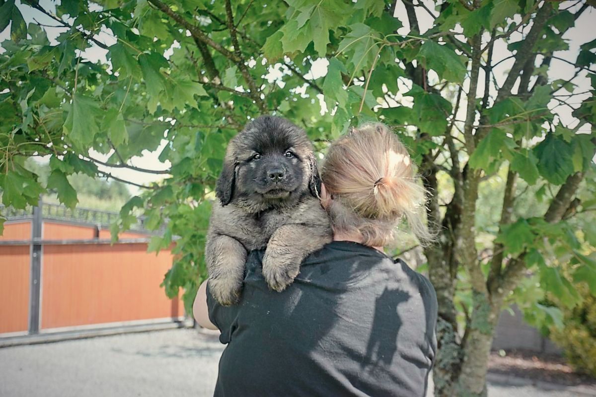 A person holds a fluffy, dark-furred puppy on their shoulders under a leafy tree; a fence and buildings are in the background.