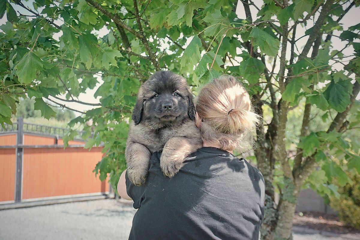 Person carrying a fluffy, brown puppy with a black nose outside near a tree.