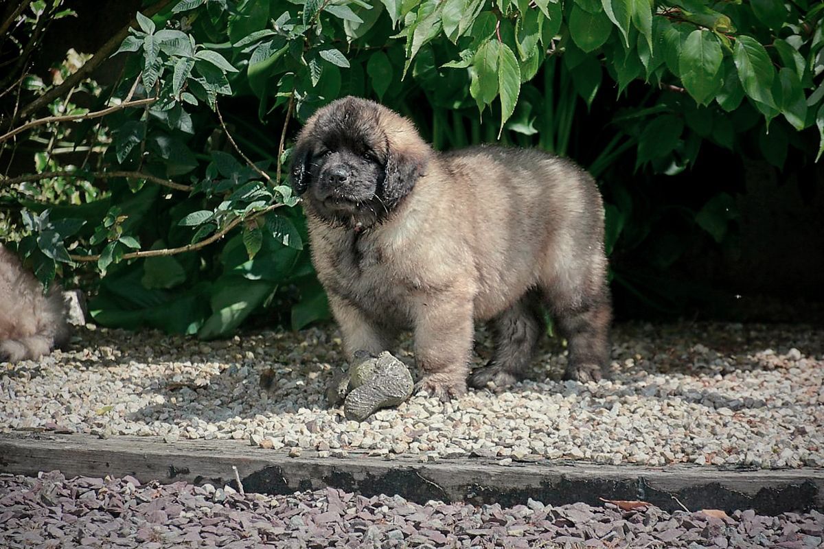 Fluffy brown Leonberger puppy standing on gravel, with green foliage in the background.