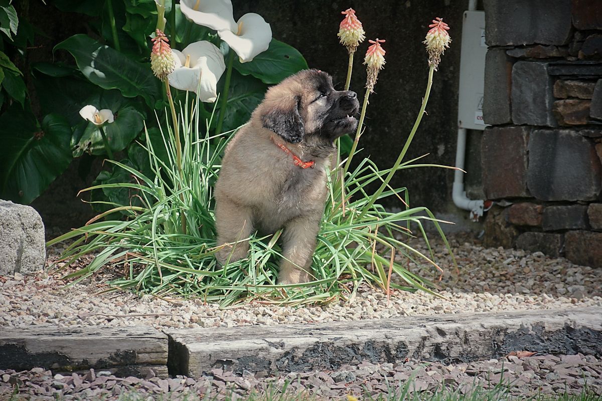 Puppy in a garden surrounded by white flowers and tall red-orange blooms, wearing a red collar.