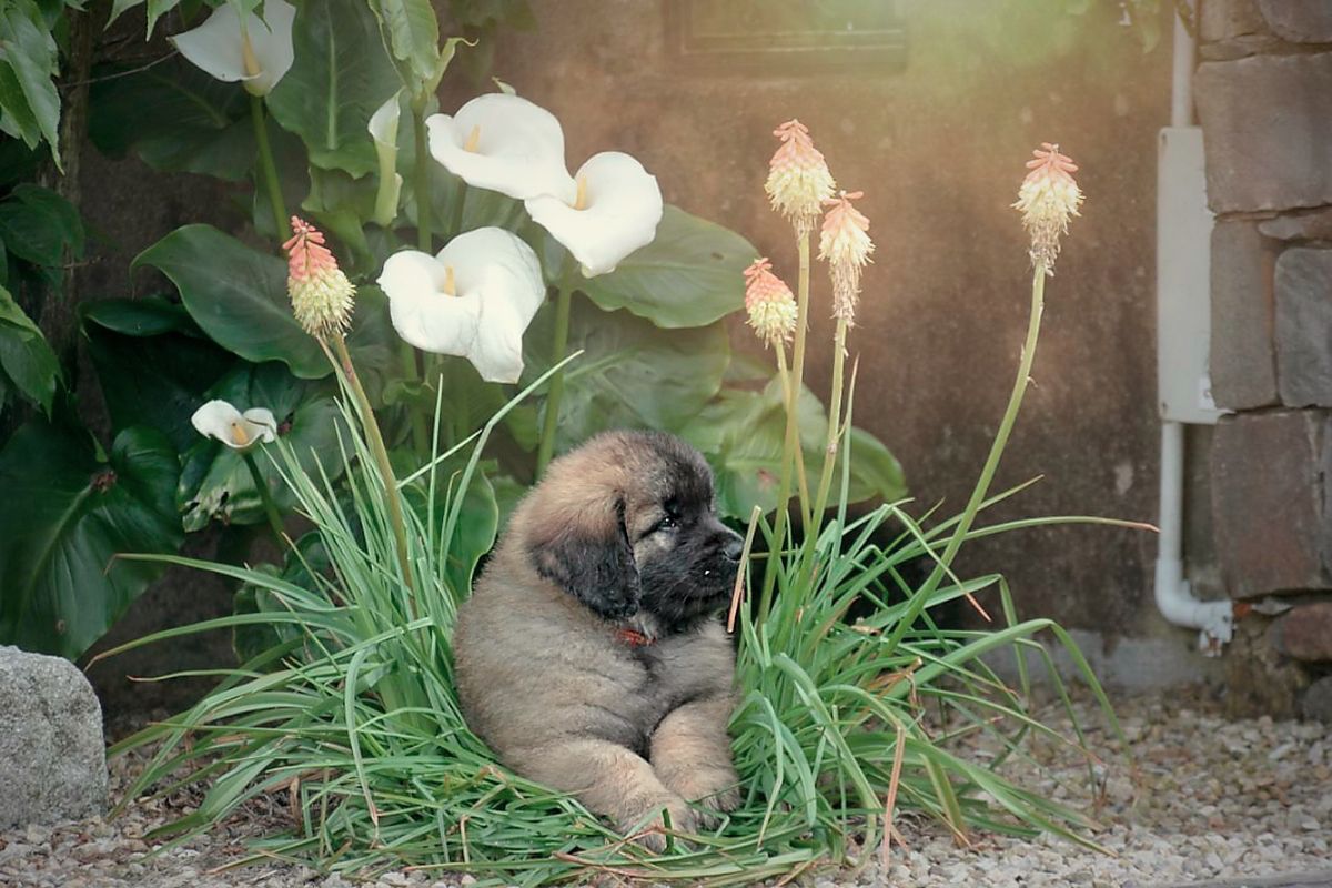 Puppy resting in a garden of white calla lilies and orange torch lilies.