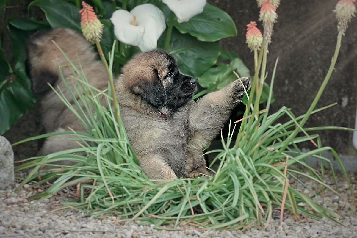Puppy playing in a patch of green grass with red flowers, another dog in the background.