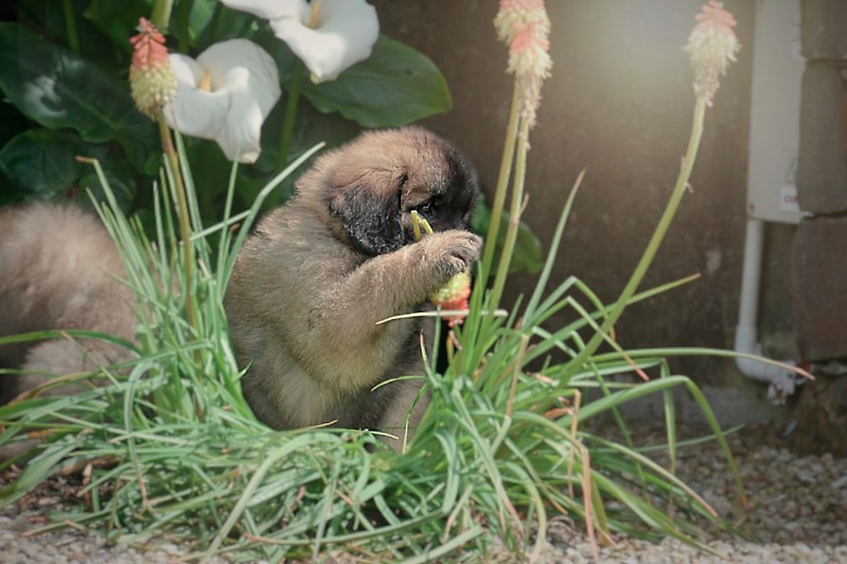 Brown puppy eating in a patch of green grass with calla lilies, outdoors.
