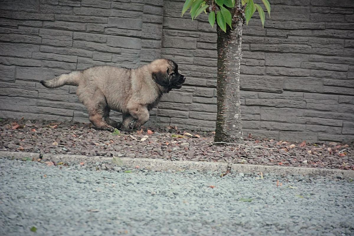 Fluffy brown puppy running next to a tree and brick wall.