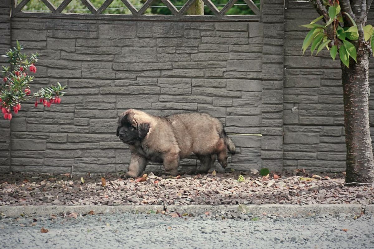 Shaggy brown dog walks on a bed of leaves in front of a stone wall.