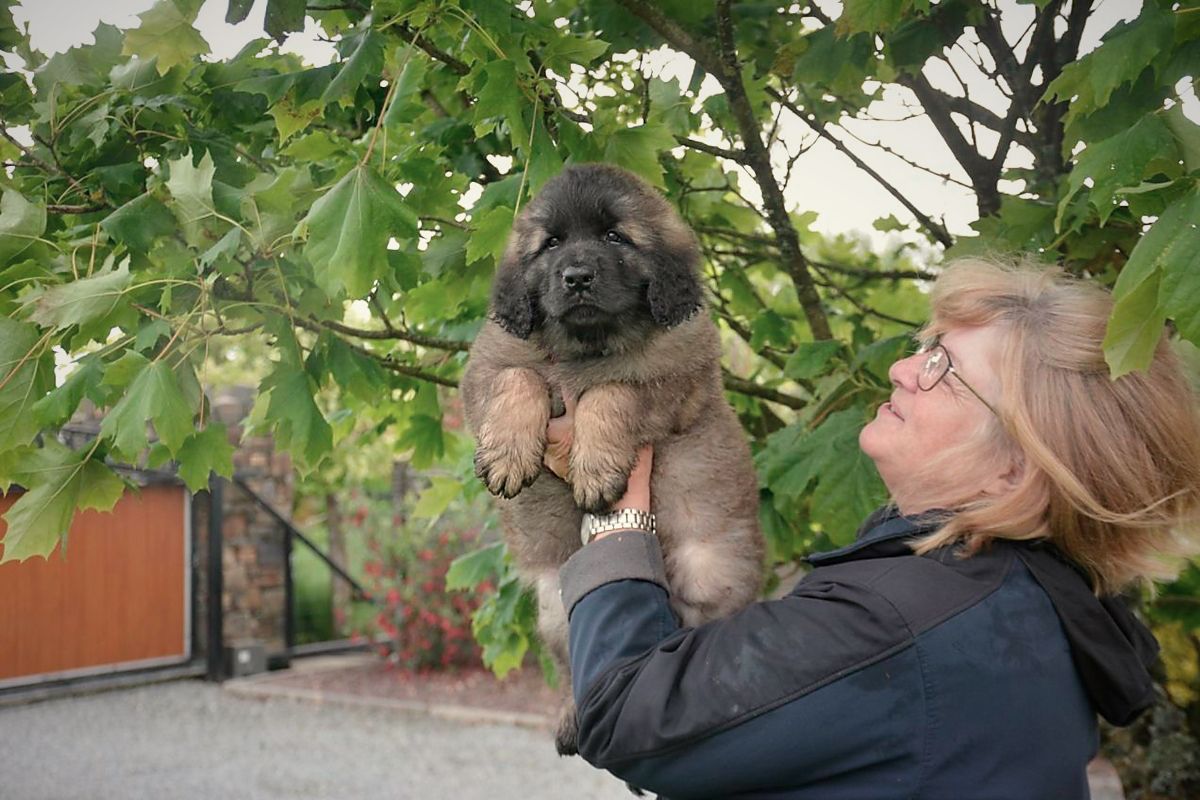 Woman holding a fluffy brown puppy in front of a tree.