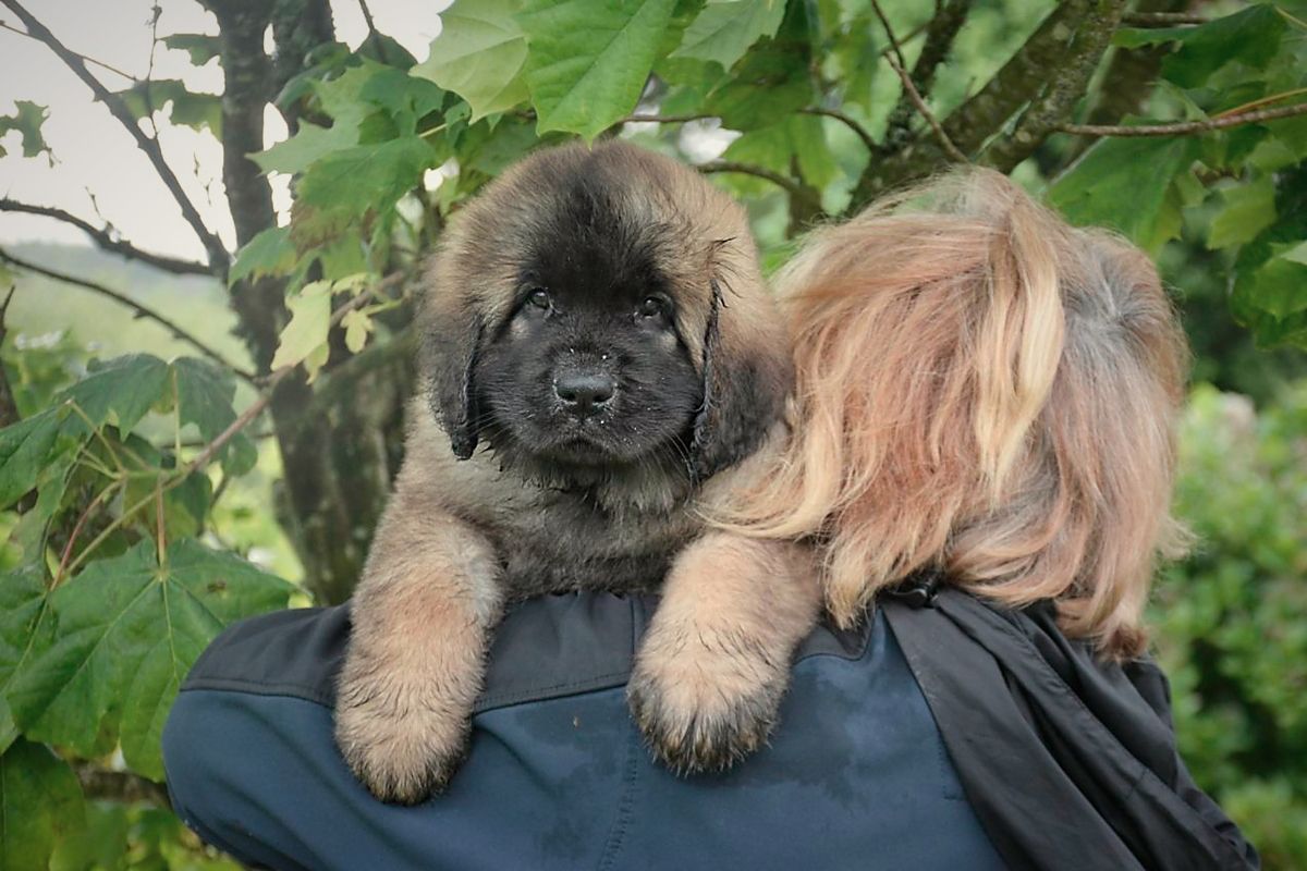 A fluffy Leonberger puppy on someone's shoulders, looking forward with dark fur and a black nose.