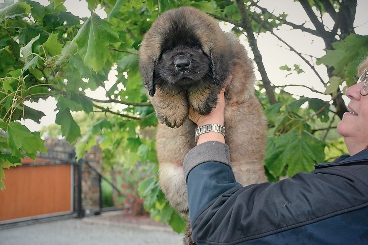 Person holding a fluffy brown Leonberger puppy outside, against a background of green leaves and a brown building.