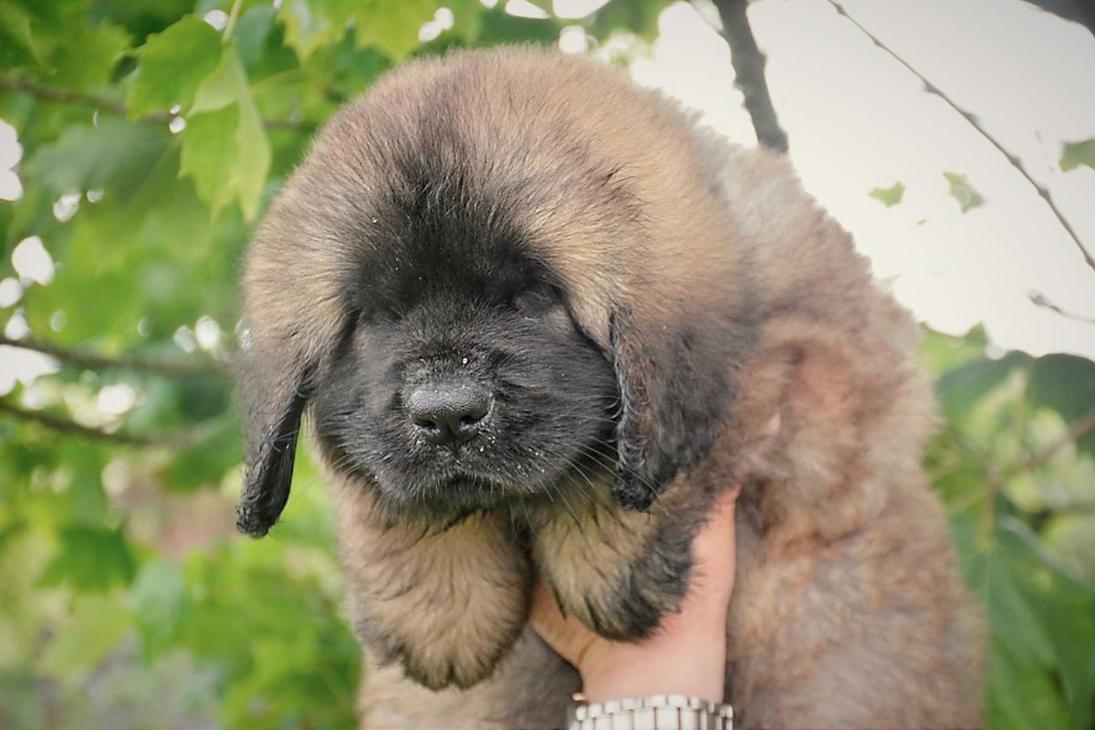 Fluffy brown Leonberger puppy held in hand, with a blurred green leafy background.