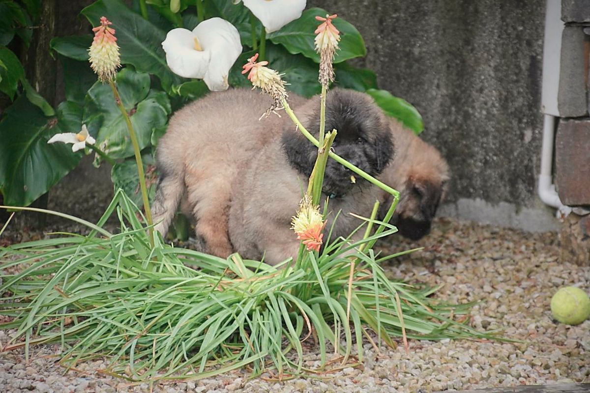 Two tan puppies sniffing red and white flowers near a wall, a tennis ball is nearby.