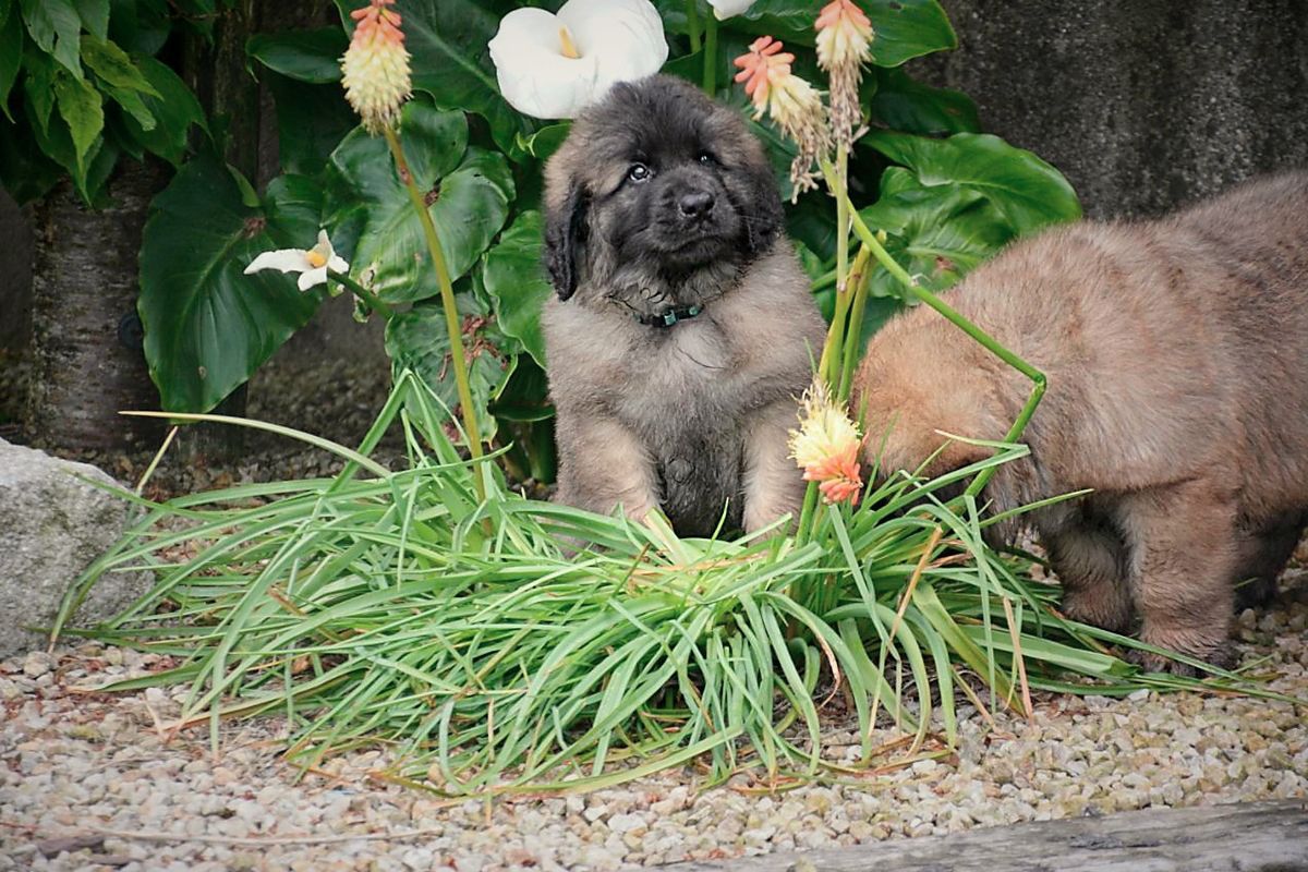 Two fluffy, dark-furred Leonberger puppies in a garden with orange and white flowers, one looking at the camera.