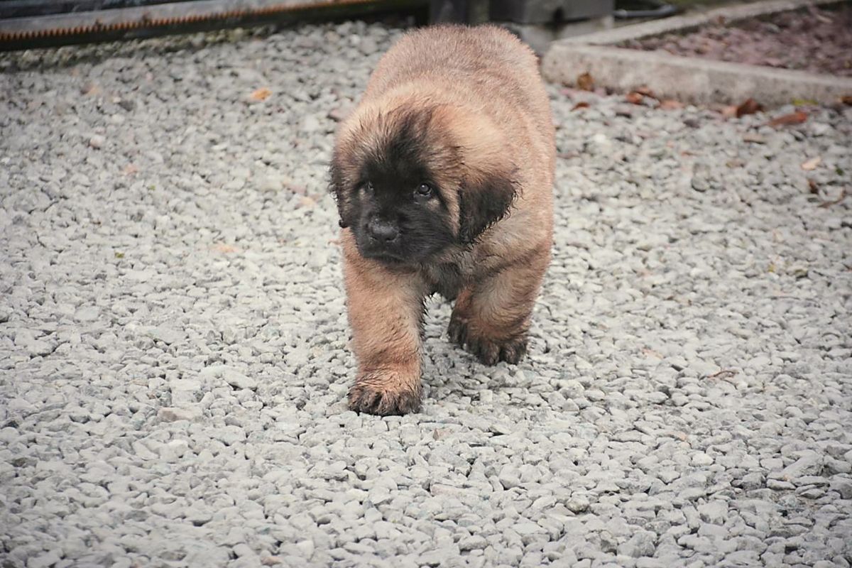Fluffy brown puppy walking on gray gravel, black nose, focused expression.