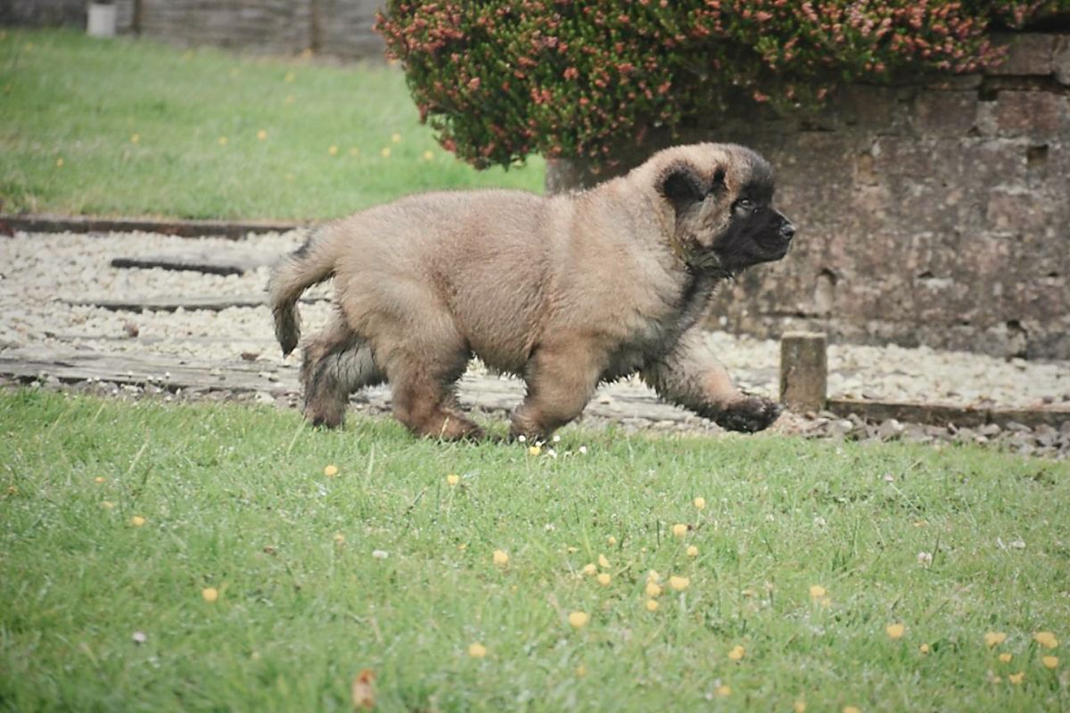Fluffy brown puppy running on green grass next to a stone wall.
