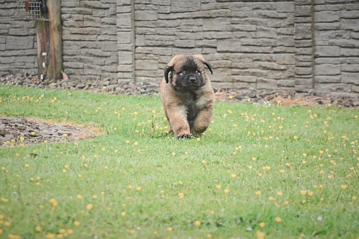 A fluffy brown puppy runs towards the camera in a grassy yard, brick wall in background.