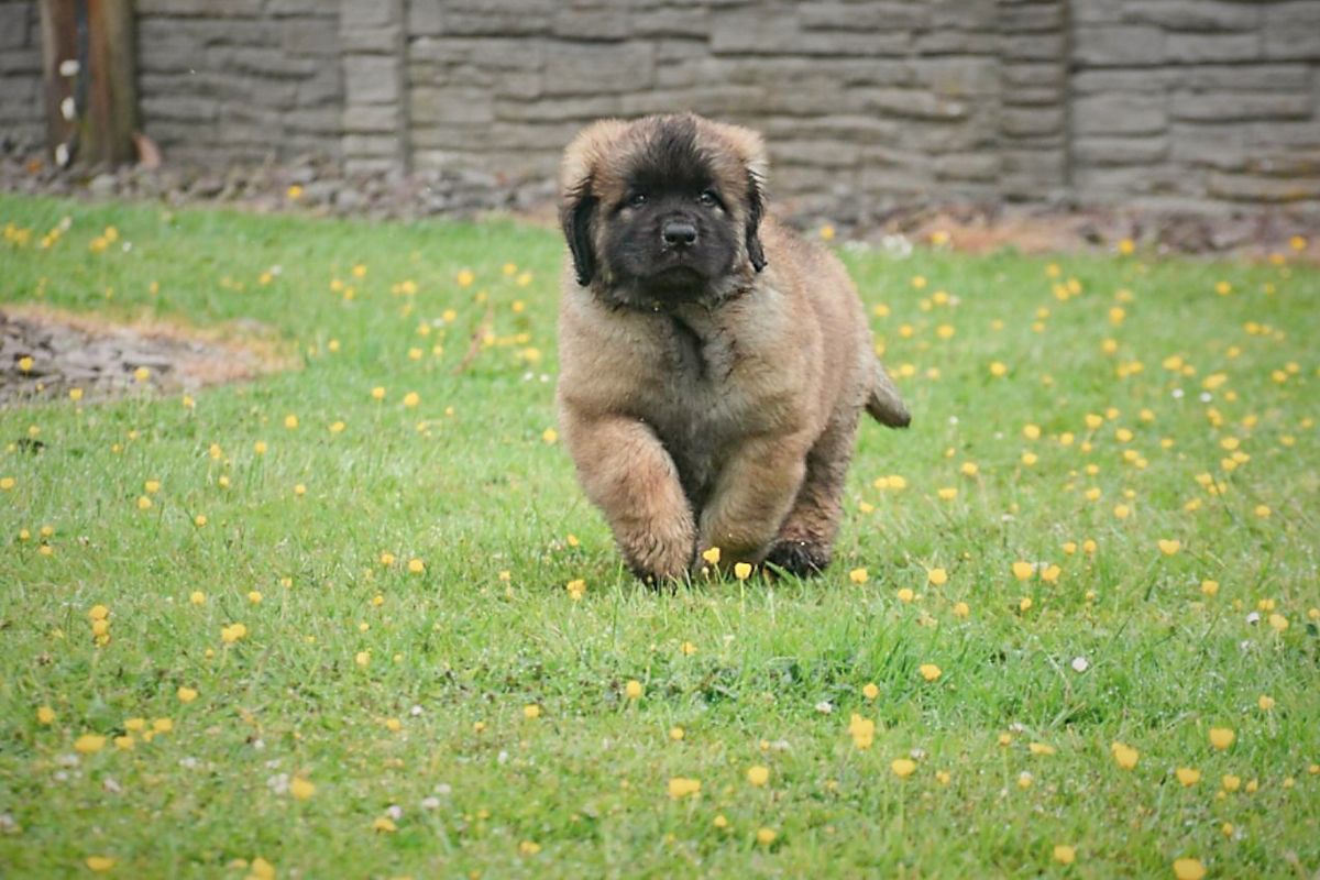 Brown puppy running on a grassy lawn with yellow flowers, in front of a stone wall.