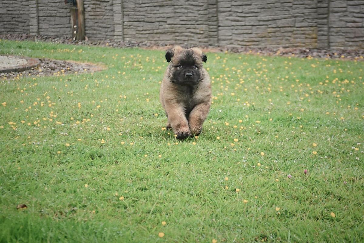 A small, fluffy brown dog running towards the camera on a grassy lawn.