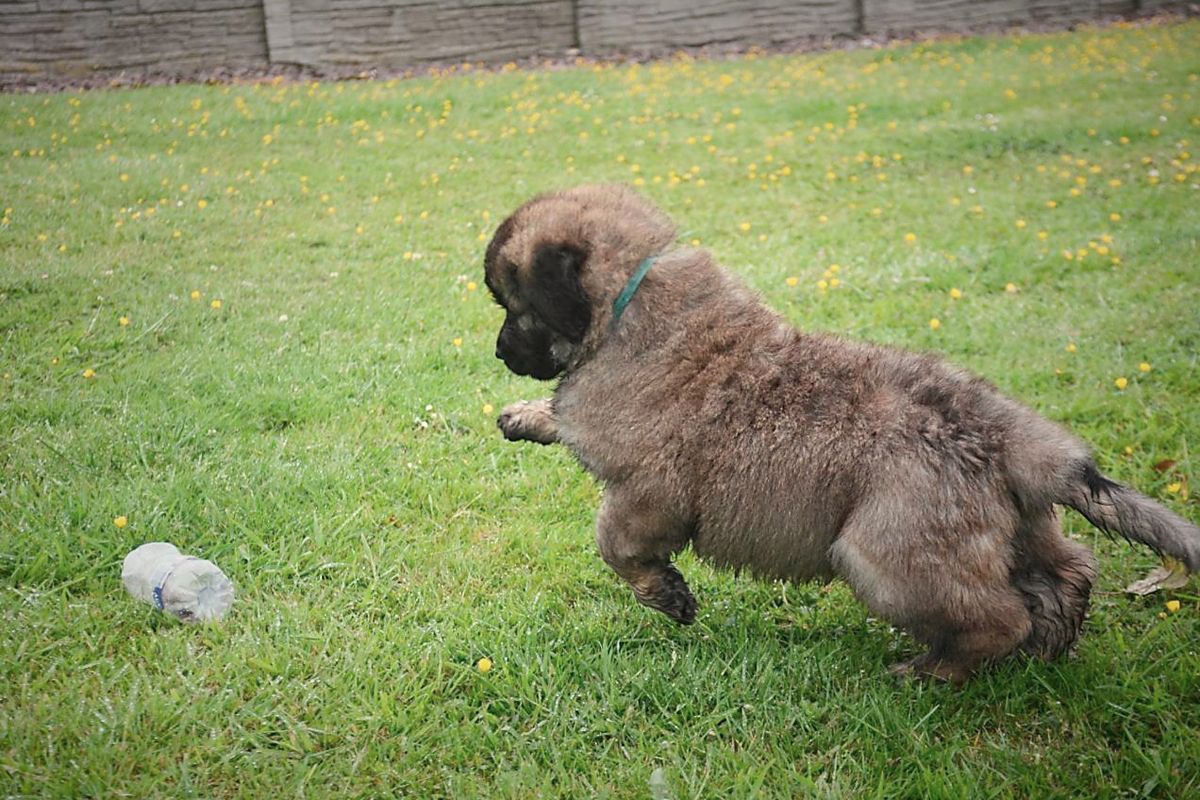 A brown puppy, mid-run, with front paw extended toward a gray toy on a grassy lawn.