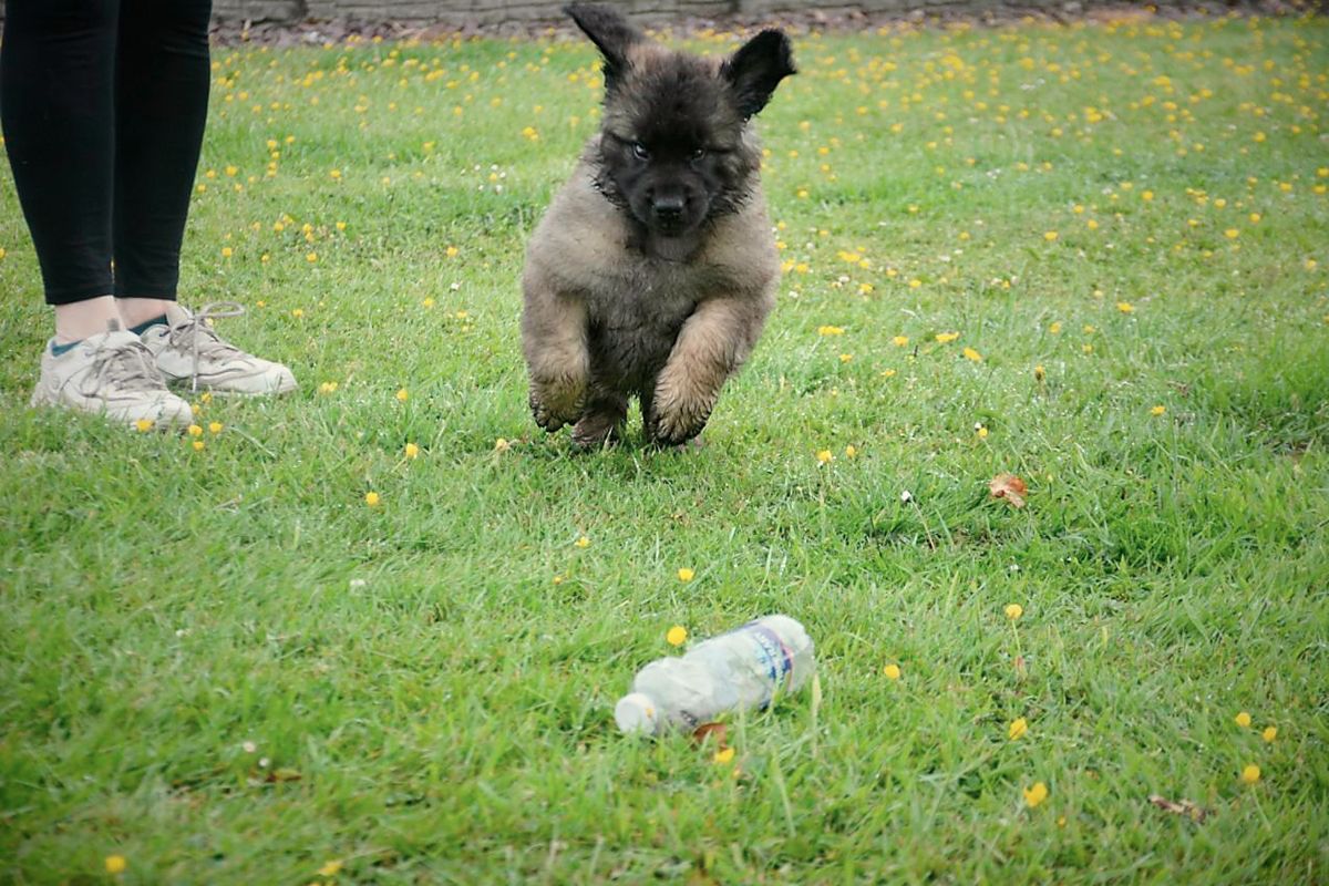 Puppy runs towards a water bottle on green grass, person in sneakers nearby.