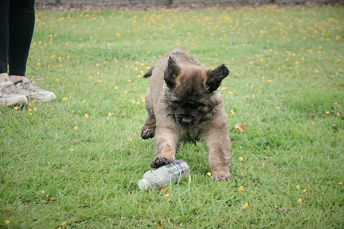 A small brown dog playing with a water bottle in a grassy yard.