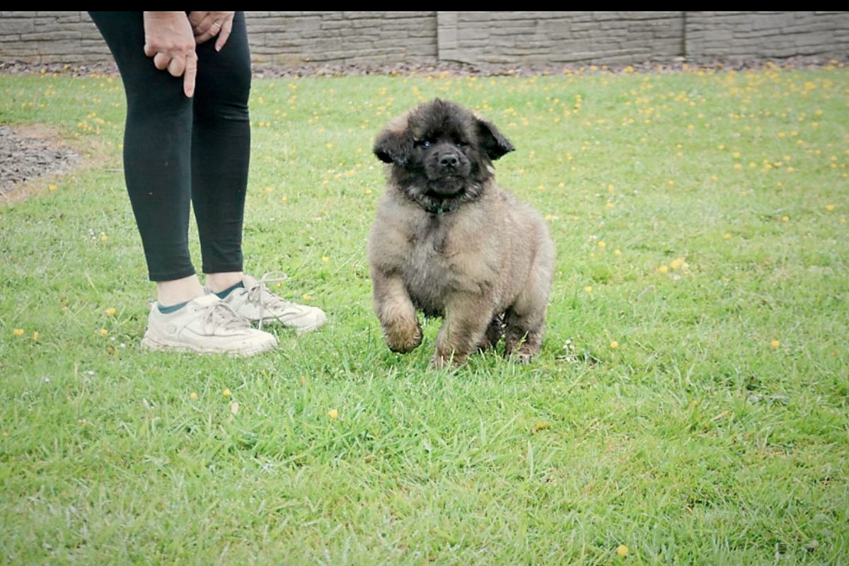 Fluffy brown puppy walking towards a person on a green lawn.